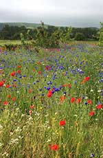 wildflowers Ford Landscaping services for commercial and domestic